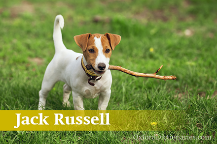 Jack Russell terrier杰克拉西尔梗
