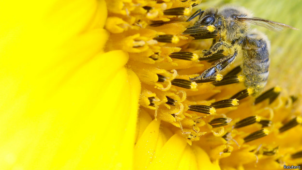 A bee collects nectar from a sunflower