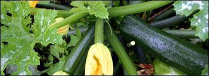 Vegetables in a garden