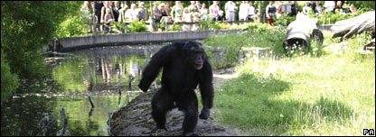 Santino, the chimpanzee