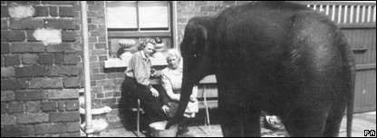 An elephant in a backyard during the Belfast Blitz