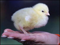 A newly born chick at Easter.