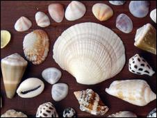 seashells