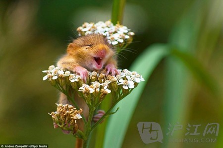 意大利摄影师拍到这只小睡鼠,趴在花枝上的它貌似因为美丽春光而开心
