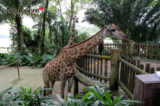 带孩子旅行不能错过的新加坡动物园