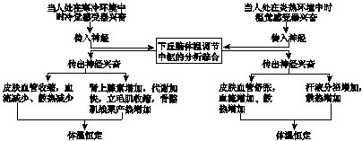 如图是人体感染h1n1病毒后,神经-体液-免疫调节网络共同清除病毒的