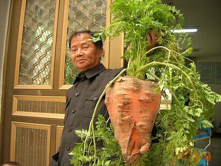 全球吓死人的巨型植物：5斤的胡萝卜(组图)
