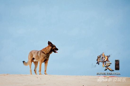 《神犬奇兵》热播 片方给狗买风险保证金|神犬