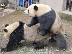 ȫ���ײ�����è���� ���ѣ�Ϊ�β�����