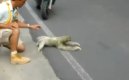 Sloth Crossing the Street- I Believe I Can Fly Version