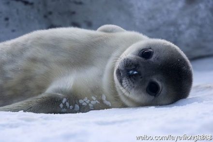 王菲在微博上传的小海豹照片