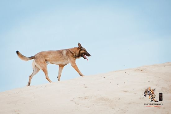 《神犬奇兵》湖南将播 狗狗领衔英雄军团