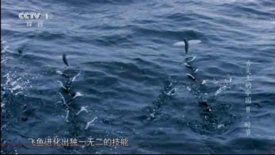 《舌尖2》描述台湾飞鱼的镜头