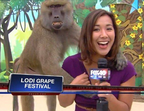 美国女主播节目现场遭狒狒袭胸15分钟|米奇|节