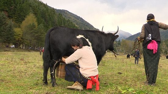 林志玲加盟囍从天降 上高原拼命挤奶