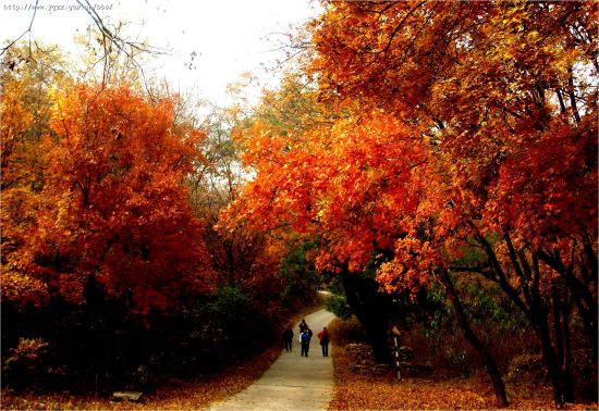 眼看着京城最美的秋天又至，倘若你不想走进这场“堵局”又想赏红叶，不妨多给自己些选择。