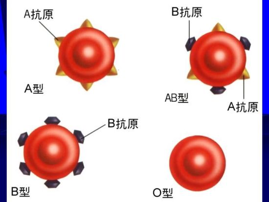 血型人口_各种血型人口比例,看看你的血值多少钱