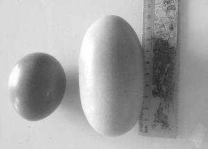  The giant egg is 10 cm long, much larger than the ordinary egg