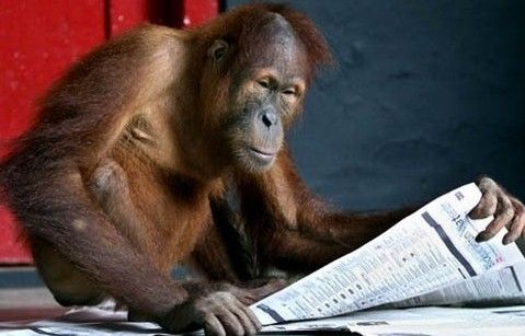 我一怒之下，把博客留言的地方改了：凡是留言的都变成了黑猩猩