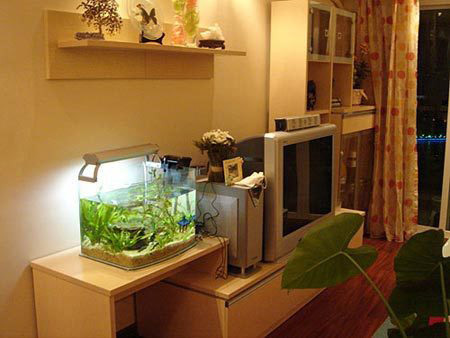 漂亮小美女4万DIY成功打造100平温馨家_苏州新浪