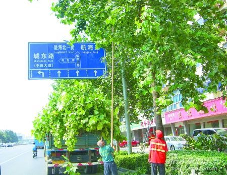 郑州行道树挡了交通指示牌 市民可拨打热线电