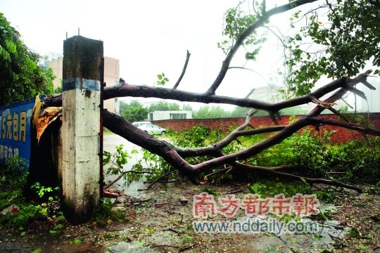 一夜台风紧 多少路树倒