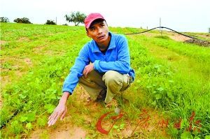 战火过后，袁灿华准备开垦农田，重新种植蔬菜。