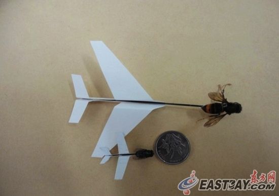 学生研制微型飞机 苍蝇黄蜂作引擎(图)|自制|飞