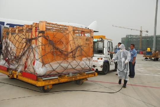 千余只澳洲种羊搭乘波音b747远嫁内蒙古