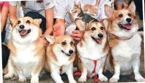 全英国不足300只英女王最爱的柯基犬进脆弱名单