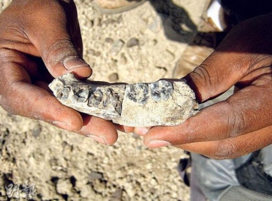 港媒:最老人类化石出土或将人类起源推早40万年