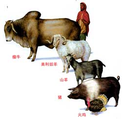 畜牧业(组图)