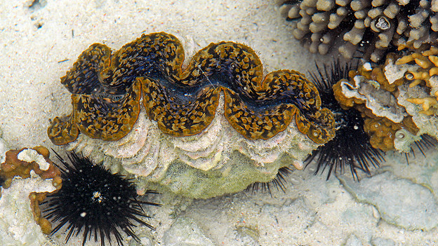 A giant clam