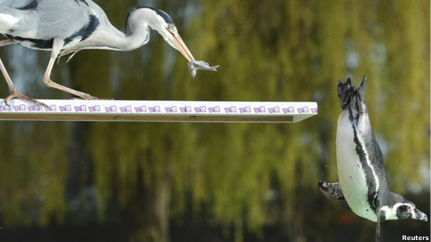 A penguin dives off a board as a heron takes a fish at London Zoo.