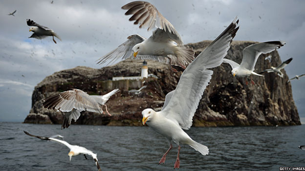 Seagulls fly in Scotland