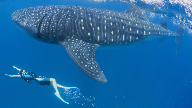 A woman swims with a whale shark
