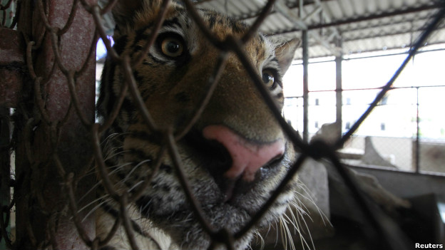 A tiger stares through its cage on a rooftop in Bangkok. 