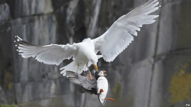A herring gull plucks a puffin from the ground. 