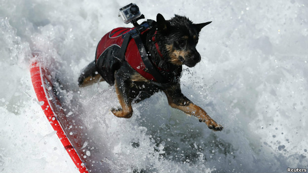 A dog surfs as part of the Surf City Surf Dog contest in Huntington Beach. 