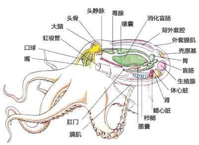 章鱼解剖结构图     九个大脑的章鱼属于科幻世界.