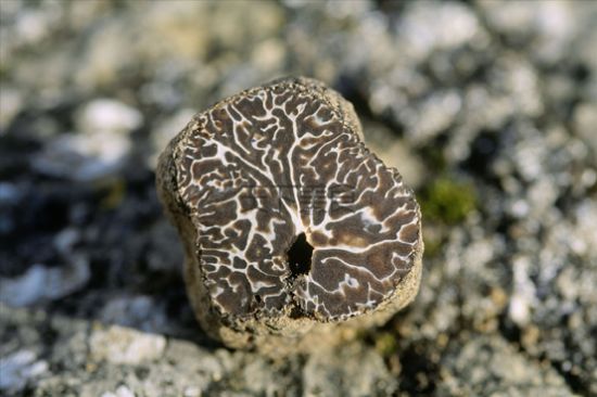 黑松露 中餐桌上的黑色钻石(组图) _尚品频道_新浪网