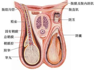 样从睾丸游到阴道|精子|射精|排卵_新浪<em>女性</em>_新