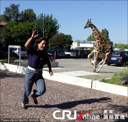 意大利动物园长颈鹿越狱 横冲直撞吓煞路人