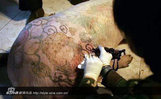 被刺青的猪在上海当代艺术展上被禁
