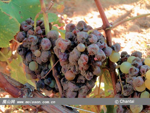 用发霉的葡萄酿酒