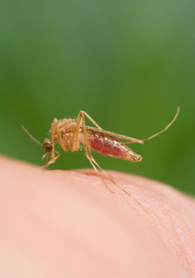 蚊虫叮咬会不会传染艾滋