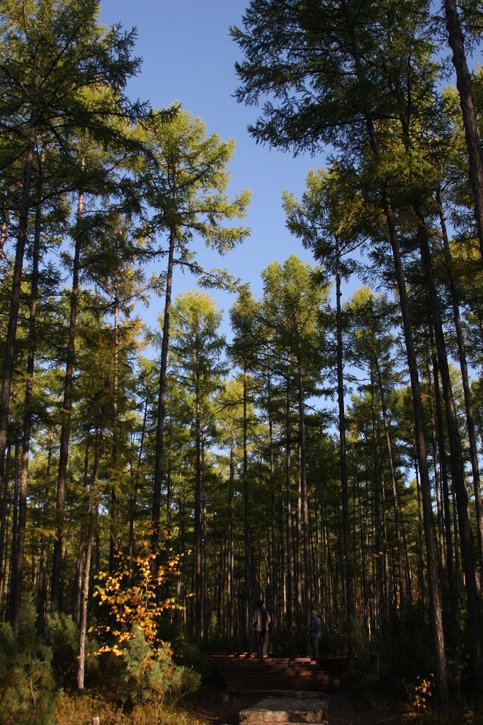 ���ɲ�ԭ·�����л���