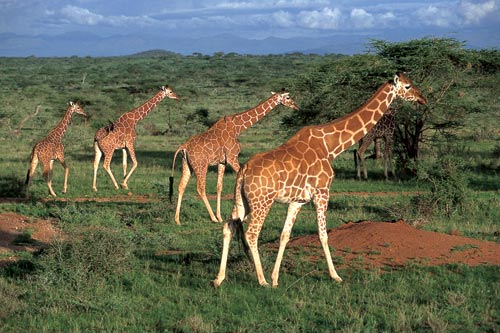 新浪对话肯尼亚旅游局:最值得一看动物大迁徙