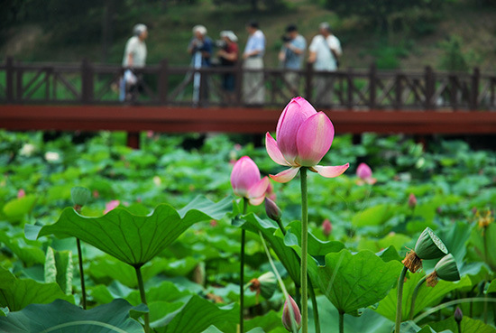 白洋淀赏荷