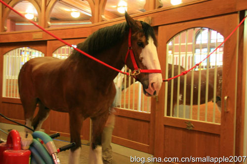 ֽClydesdales˵ոġŹ塱